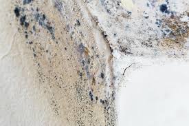 Mold Odor Removal Services in Newton, IA